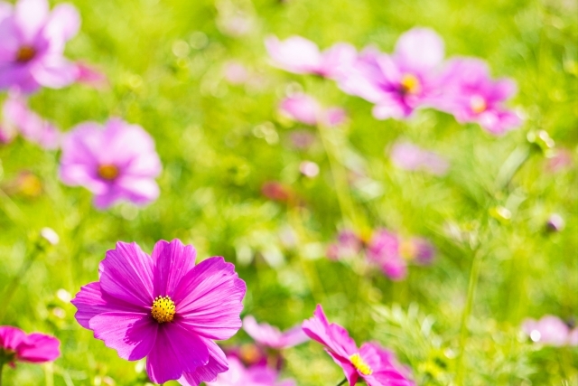 オージル便利堂